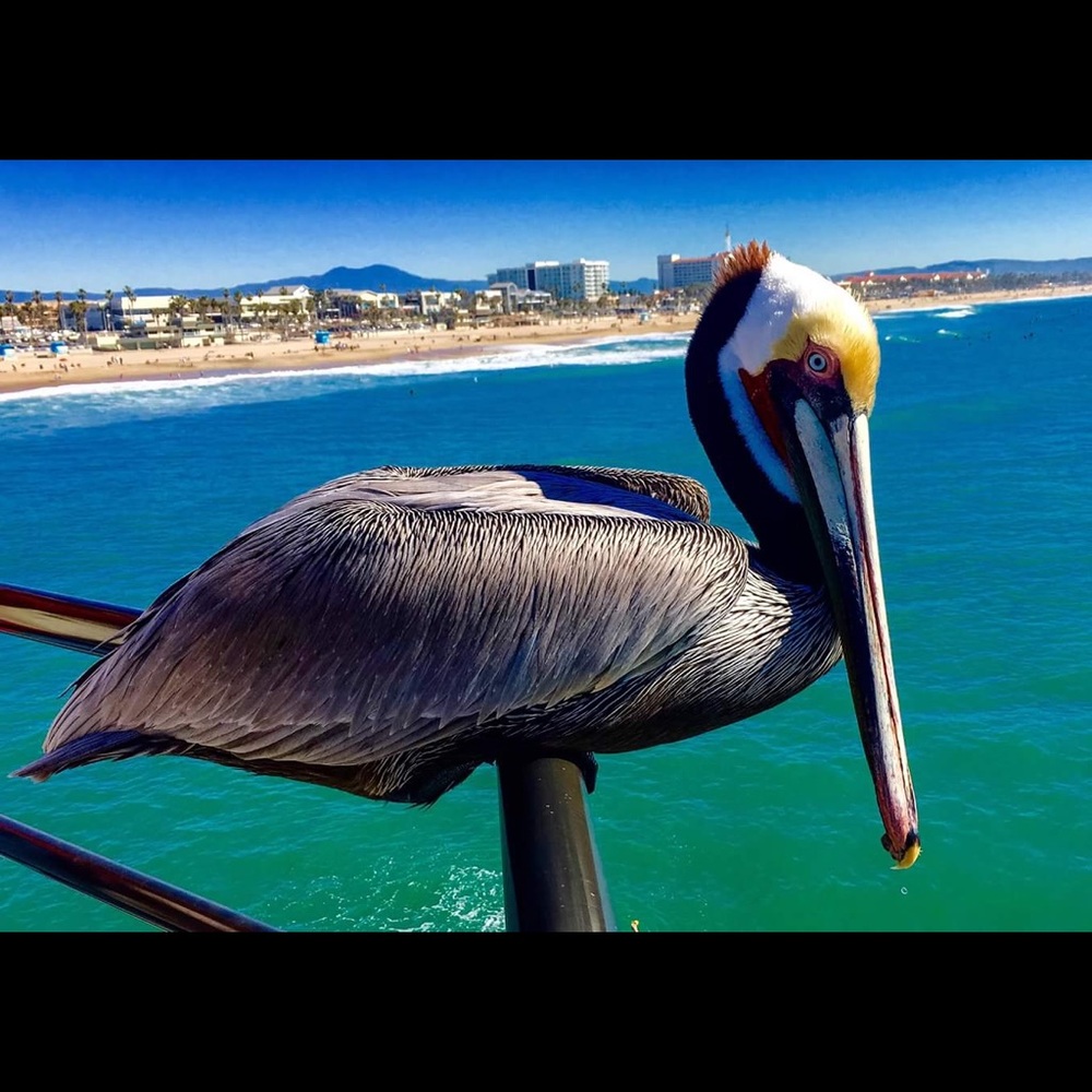 Meet your Posher, Tracee